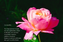 Rose du jardin de ma mère, Rivière-Enverse, Haute-Savoie. Poème à la différence.