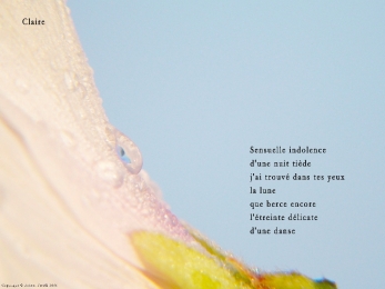 Rose trémière après la pluie, Rivière-Enverse, Haute-Savoie. Poème à Claire.