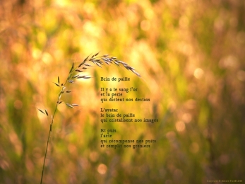 Brin d'herbe.  Bonneville, Haute-Savoie. Poème à l'acte.