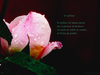 Rose sous la pluie. Rivière-Enverse, Haute-Savoie. Poème sur la séparation.
