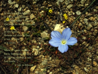 Fleur, Pozos de Nieve, Murcia, Espagne. Poème à la vie.