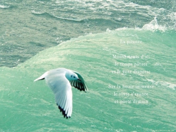 Mouette planant sur les vagues de la bise, Evian. Poème à la quête.