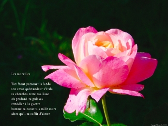 Rose du jardin de ma mère, Rivière-Enverse, Haute-Savoie. Poème à la différence.