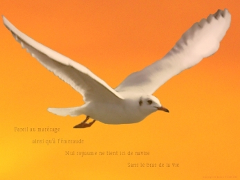 Montage d'une mouette du Lac Léman. Poème à la vie.