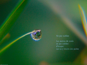 Goutte de rose dans l'aube, Rivière-Enverse, Haute-Savoie. Poème à la rose.