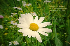 Marguerite dans le Jura Vaudois, col du Marchairuz. Poème à la fleur.